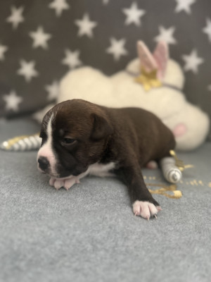 Bella