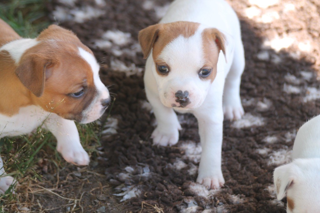 Of Suprême Staffy's - Chiots disponibles - Staffordshire Bull Terrier