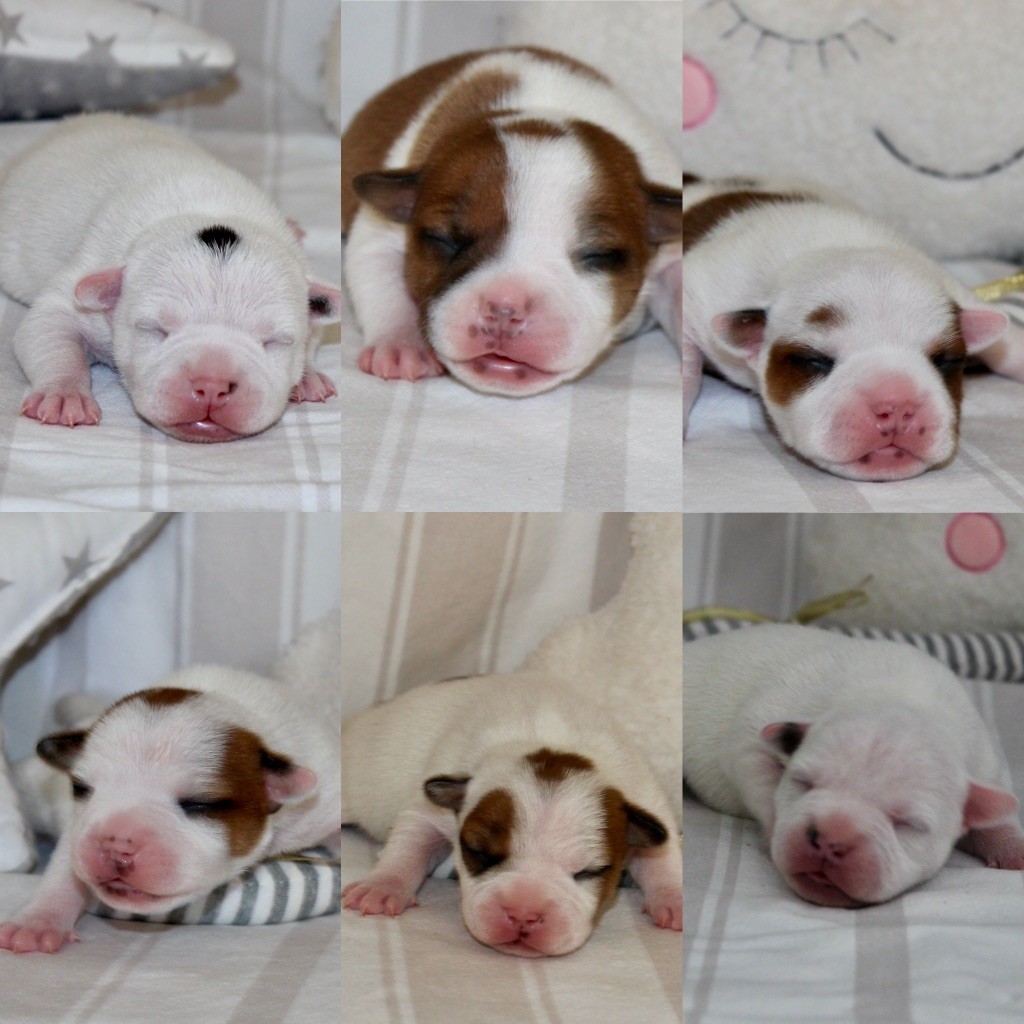 Chiot Staffordshire Bull Terrier Of Suprême Staffy's