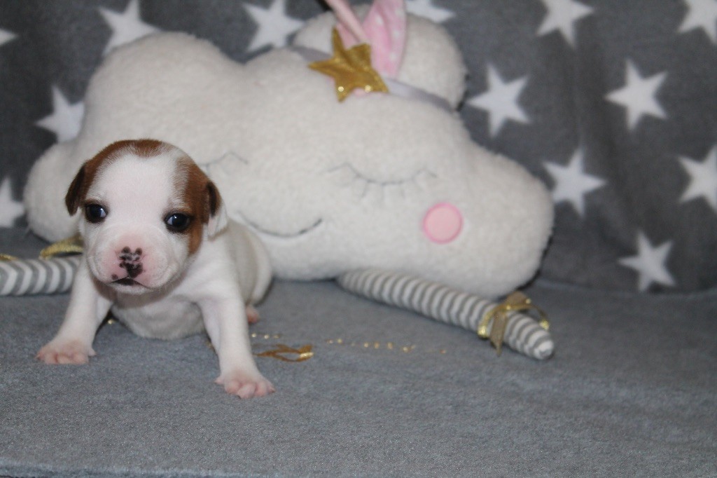 Of Suprême Staffy's - Chiots disponibles - Staffordshire Bull Terrier