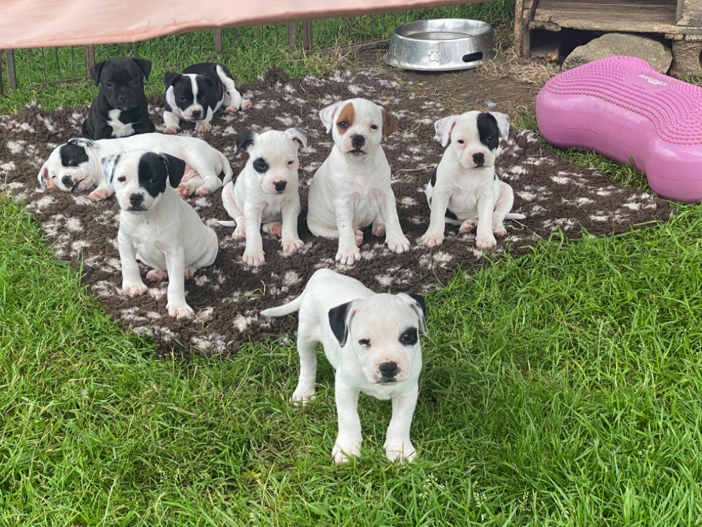 Chiot Staffordshire Bull Terrier Of Suprême Staffy's